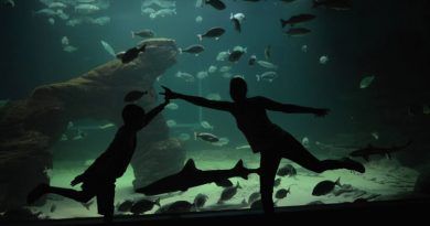 Acuario de Santander: Museo Marítimo del Cantábrico. acuario de Santander
